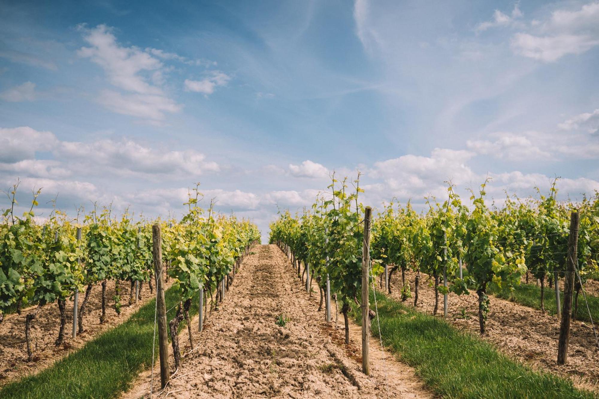 Weingut Petershof Apartman Alzey Kültér fotó
